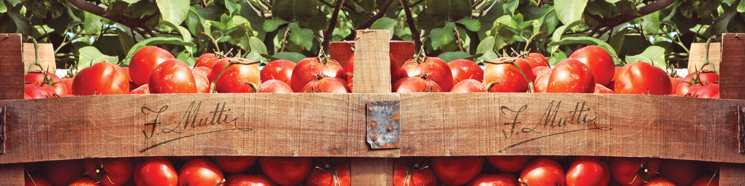Fresh Tomatoes Mutti_packaging-brand-photography